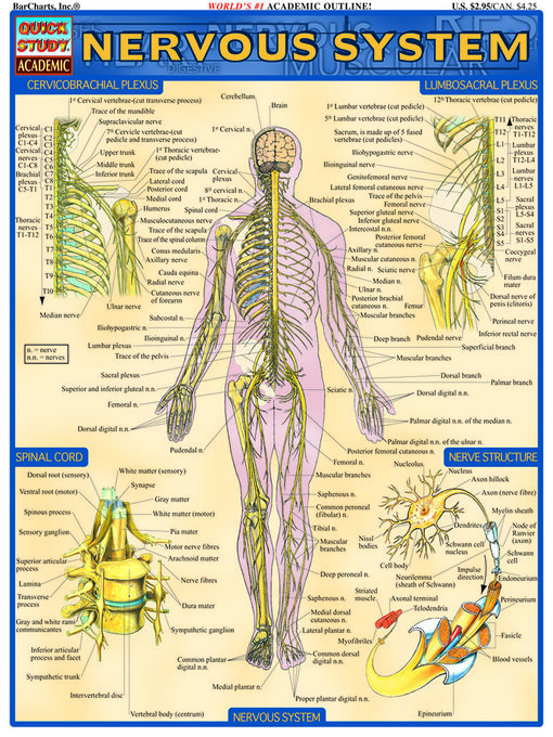 Title details for Nervous System by BarCharts, Inc. - Available